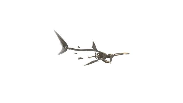 Hammerhead Shark Skeleton | 3D Models