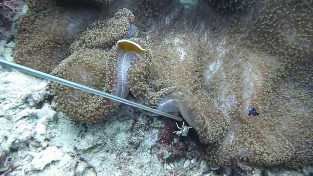 Simbiose anémona - peixe palhaço (nemo)