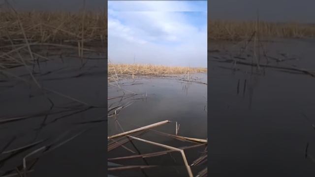 вот таких пора ловить.