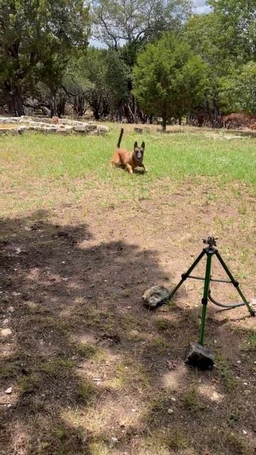 🐕🏆✔️No E-Collar - NO PROBLEM ✔️🏆🐕 #doglover #dog #malinois #dogtraining