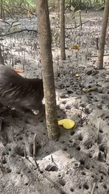 Otter Titi Begged Me To Plant More Mangroves