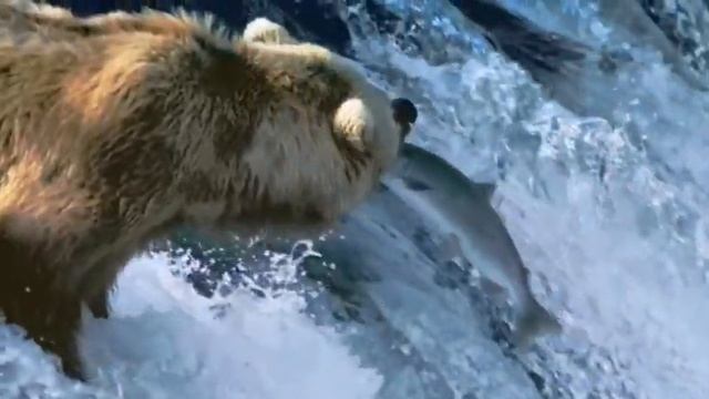 Медведь видео без звука