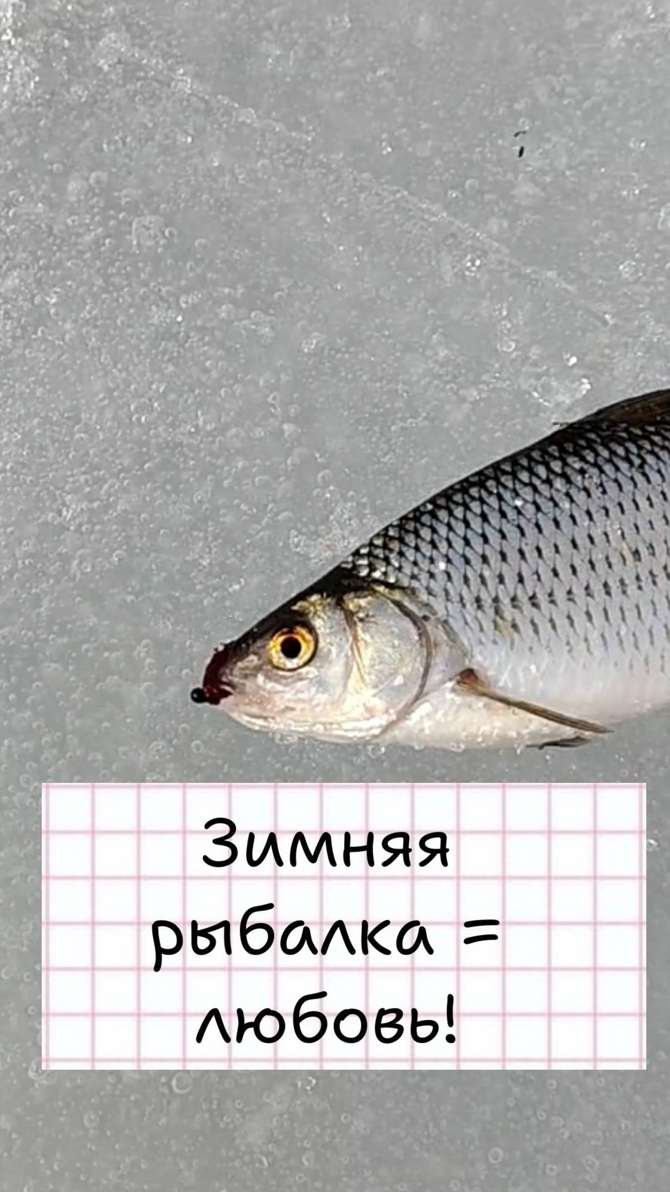 Зимняя рыбалка! Трофейный окунь!