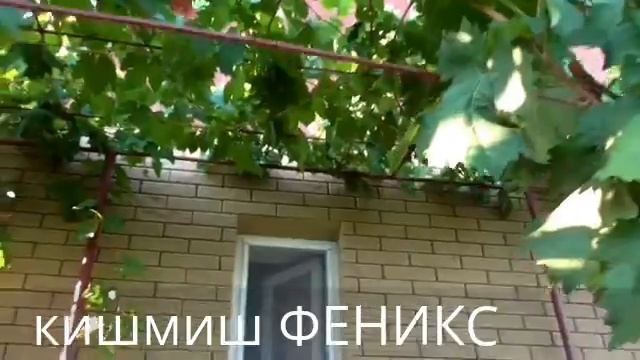 Виноградник 2017 года КАРПОВА И.А.и РУБЕЛЬ Н.Г.ЧАСТЬ  2
