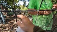 Accidentally he pee after he dragged the hoop coop. "Fil-Am Farm Life in Texas"
