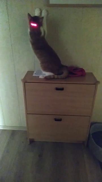 #кошка #кот #котенок #котёнок