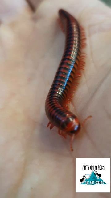 Handling Black Fire Millipedes is So Fun, Just Be Gentle #millipede