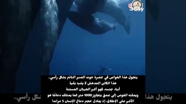 هل شاهدتم كيف ينام حوت العنبر
