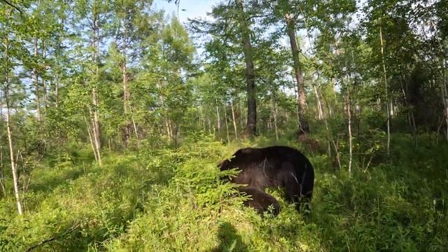 Медведи что то нашли.