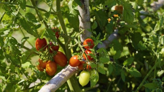 TOMATOES IN MY GARDEN ARE VERY FRUITFUL/Migz I'm free #trending #viral #viralvideo