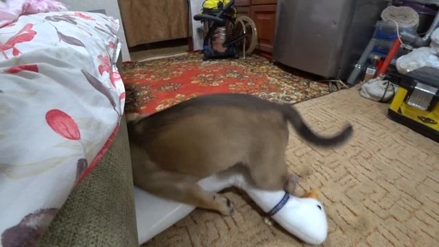 Пэкс и Гусь