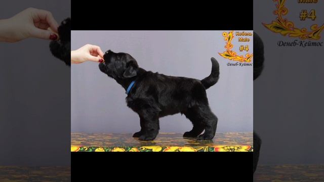 Щенки Русского Чёрного Терьера