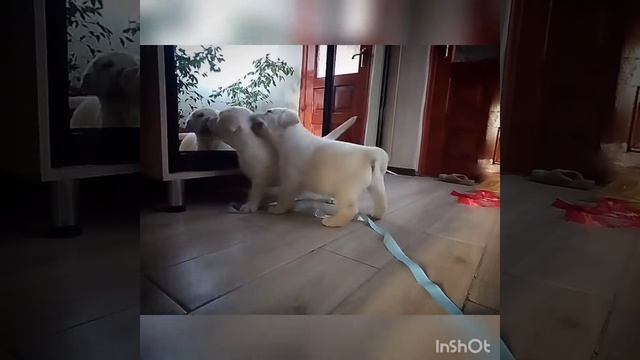 Два щенка лабрадора играют друг с другом