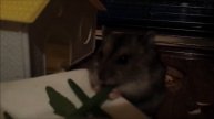 Sawyer il criceto mangia la rucola! Rocket hamster :D