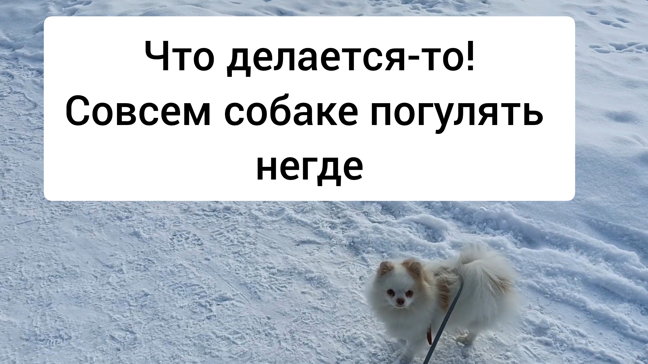 Хотели погулять с собакой в Экопарке, а попали на Лыжню России. Февраль 2025