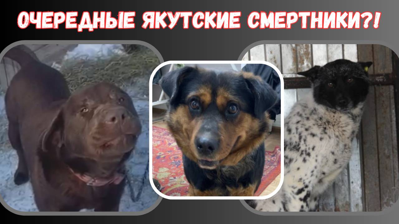 Спасем якутских смертников вместе с вами?!