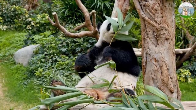 Wild Animal Sounds: Squirrel, Vulture, Rabbit, Tiger - Animals Sound