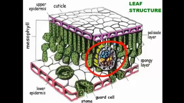 Plant Classification and Structure