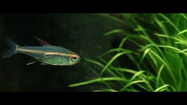 Nature style aquarium "Echinodorus paradise". Inspired by Daichi Araki´s "Echinodorus paradise"