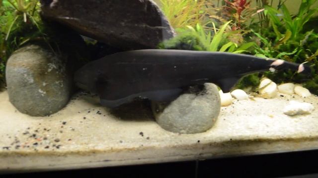 Big Black Ghost Knife Fish Exploring new home