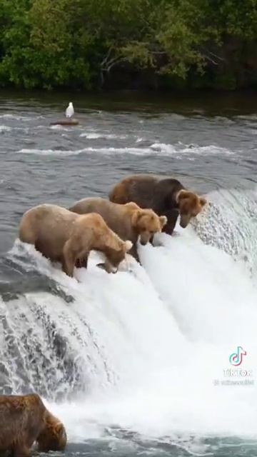 Alaskan Brown Bear On Diet..#wildlife #grizzlybear #brownbear