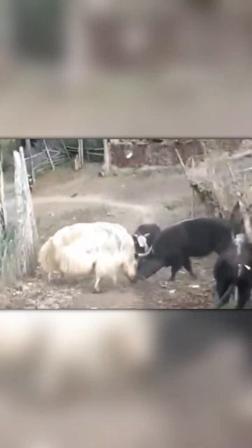 Кто Сильнее, Як Или Буйвол?