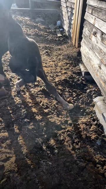 Новый жилец в семействе лошадей