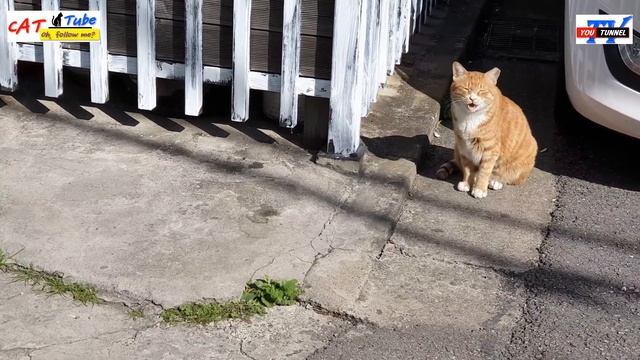 [CAT YouTube] A CAT met by chance... How? Are you following? [CC: Multilingual Caption ]
