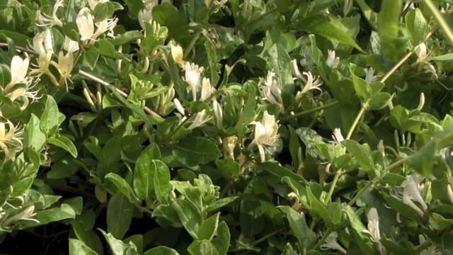 スイカズラ/Lonicera japonica 04_190518_ガイコツ山