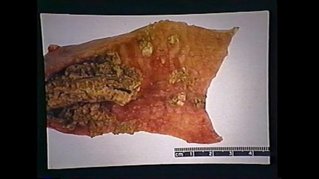 Diseases of Swine Dr Matti Kiupel 12 April 2001