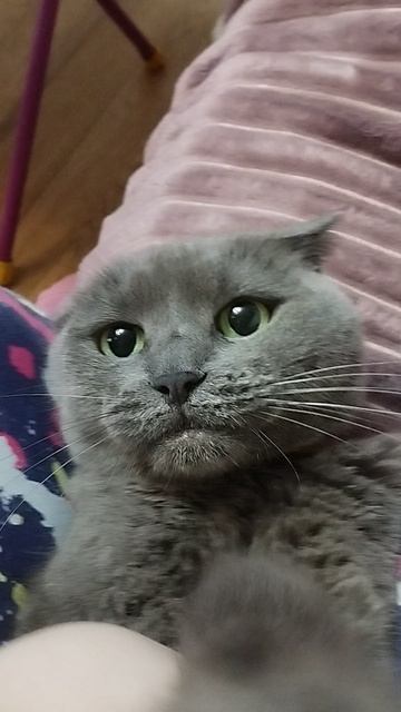 моя любимая кошка Шанель передаёт вам привет