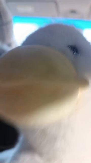 Я не знаю чо выкладывать жрите это