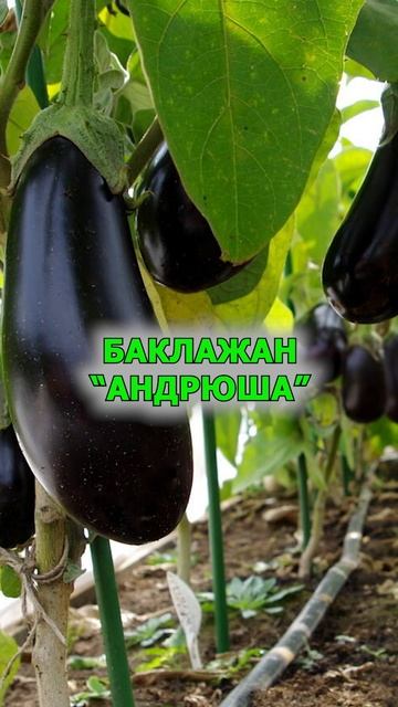 Шесть лучших баклажанчиков для дачи