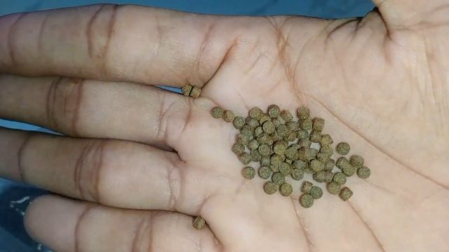 riview pelet murah protein tinggi #takeo