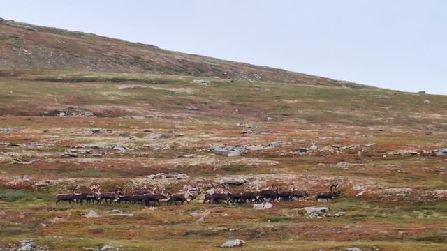 Дикие олени на полуострове Средний. Мурманская область
