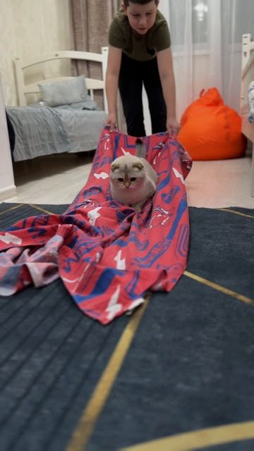 ПРОКАТИЛ КОШКУ 😁