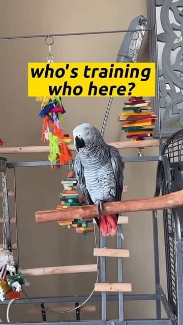 I can’t believe what Giz said to me😳🤬!! He told me 🤣 #talkingparrot #africangrey