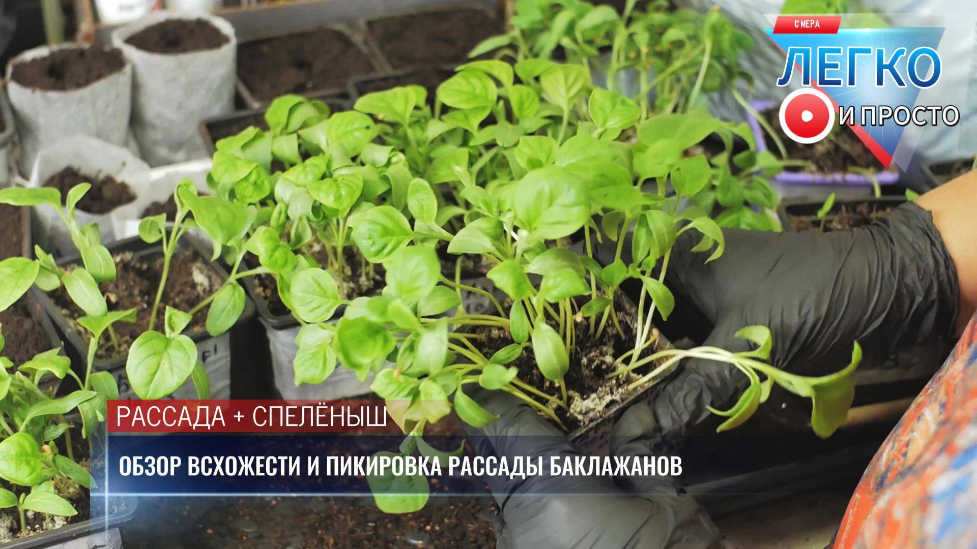 Оценим всхожесть разных семян баклажанов через 20 дней после посева, пикируем переросшую рассаду.