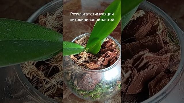 Детка орхидеи Misty Mountain🌱 выпустила детку или сиамские близнецы?