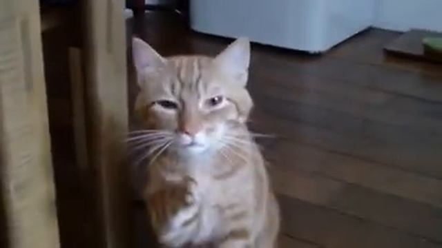 Чихающий кот!!