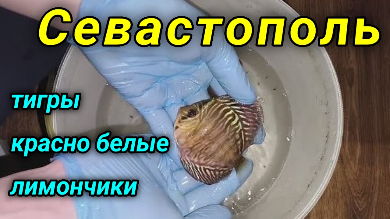 Дискусы Красно-белые, Тигры и Лимончики в Севастополь