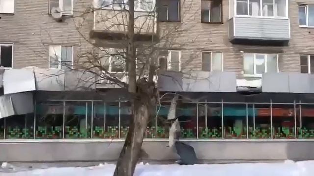 Ужас, как кидают снег с крыши на вывески?