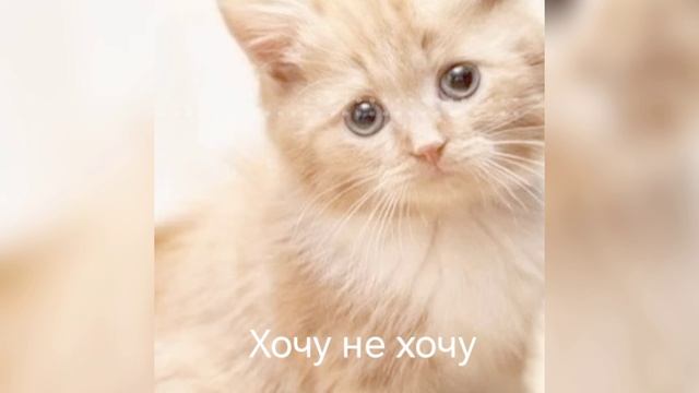 Влог хочу не хочу/подруга Love kitty356/