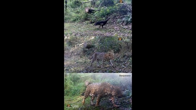 Male Atlantic jaguar Baqueano , Black fronted piping guan , Ocelot. #shorts