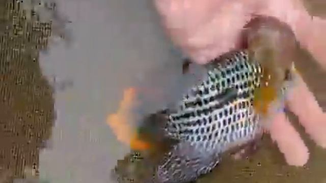 Green Terror, Andinoacara rivulatus Cichlid