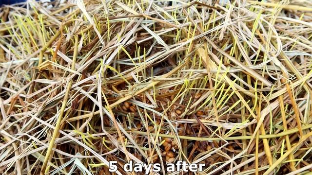 How to grow Barley grass - barley sprouts to make healthy drinking water