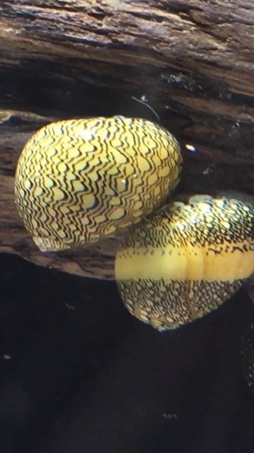 Nerite snail😍😍