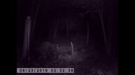 Мой зоопарк. Видео из моего архива с камеры фотоловушки.