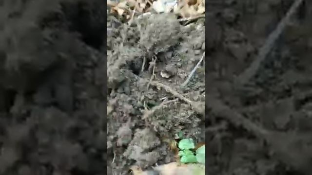 1000033101.mp4