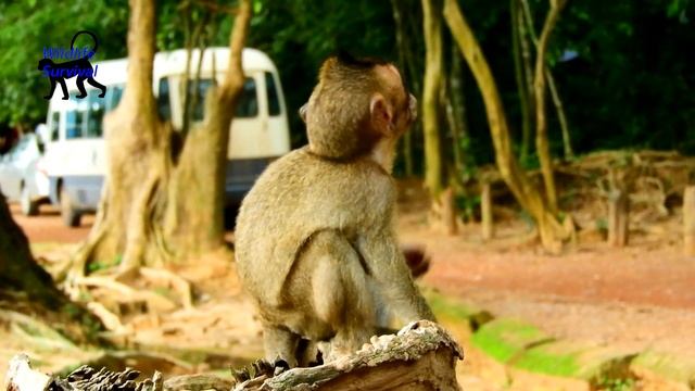 Why young monkey biite princess Lola without reason untiil reddis face ?  || Lovely Lola cry& cry..